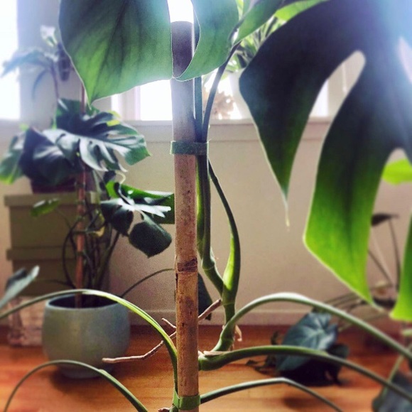 VINTAGE ADDICTS ANONYMOUS - Picture 2 of 5